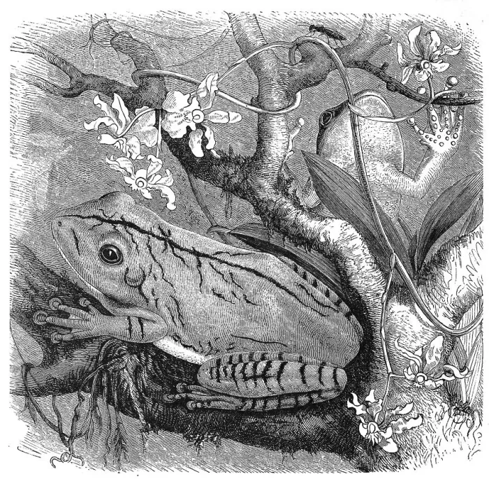 Framed Print : Reptiles, blacksmith tree frog (Boana faber) Framed Print : Reptiles, blacksmith tree frog (Boana faber)