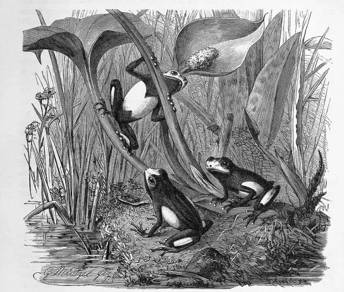Framed Print : Reptiles, The Blue Treecreeper