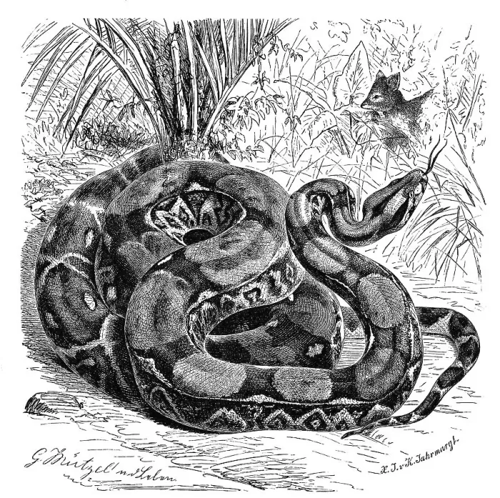 Framed Print : Reptiles, Boa constrictor, also king snake Framed Print : Reptiles, Boa constrictor, also king snake