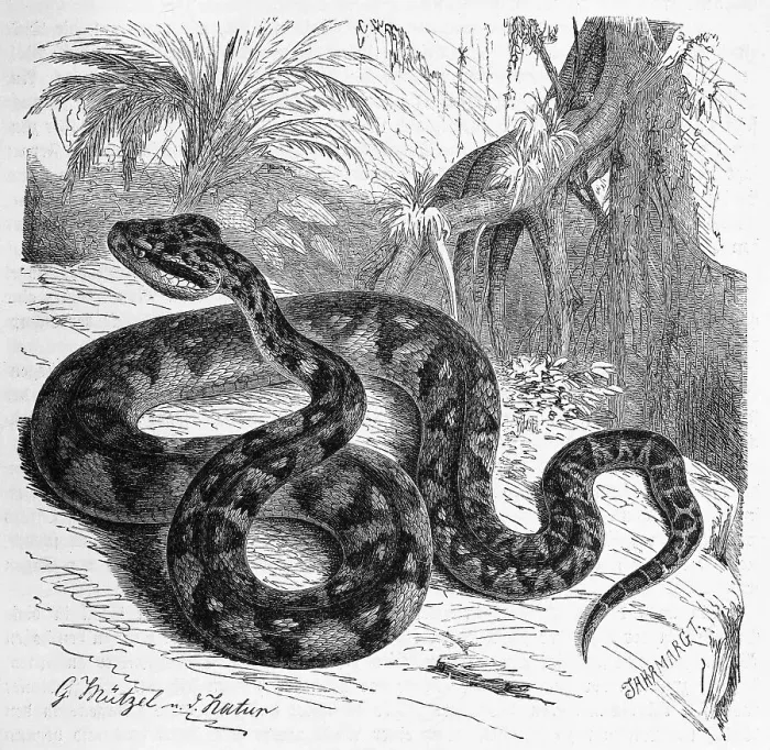 Framed Print : Reptiles, Bushmasters, Lachesis are a genus of snake from the subfamily of pit vipers