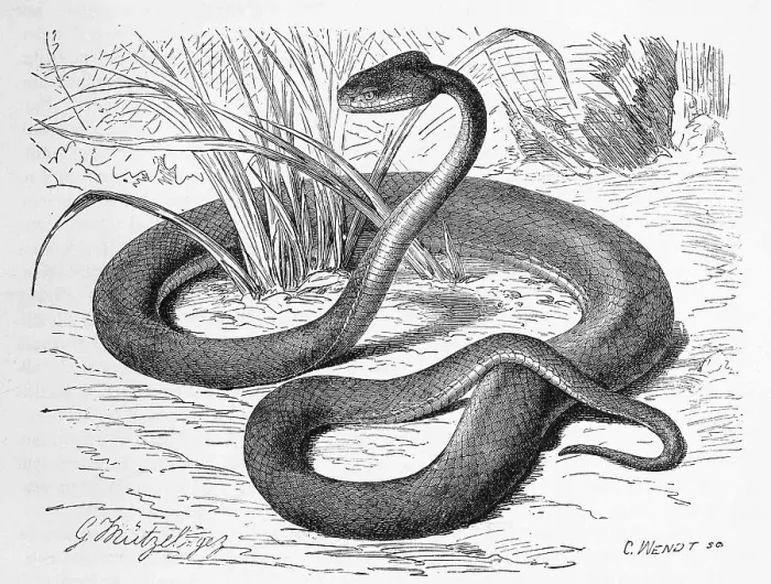 Framed Print : Reptiles, Climbing Hole Viper, Green pit viper (Trimeresurus)