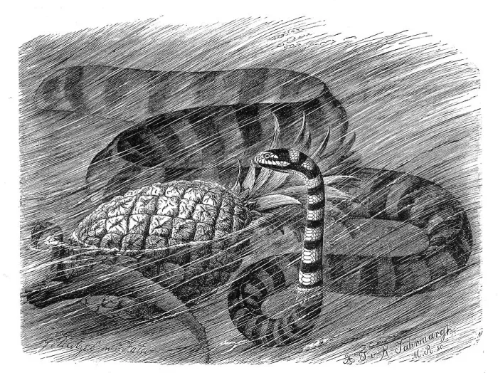 Framed Print : Reptiles, Common flat-tailed laticaudata is a species of poisonous snake in the genus (Laticauda)