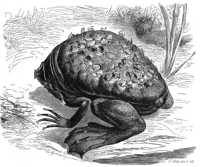 Framed Print : Reptiles, common surinam toad (Pipa pipa)