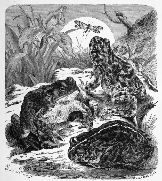 Framed Print : Reptiles, Common toad, Bufo vulgaris