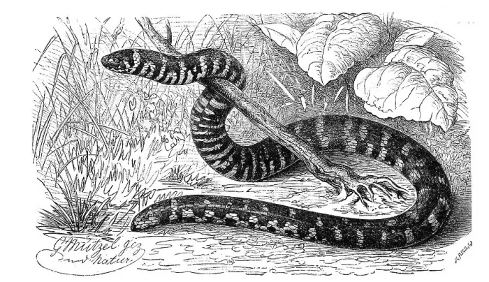 Framed Print : Reptiles, cylindrophis ruffus (Anguis ruffa)