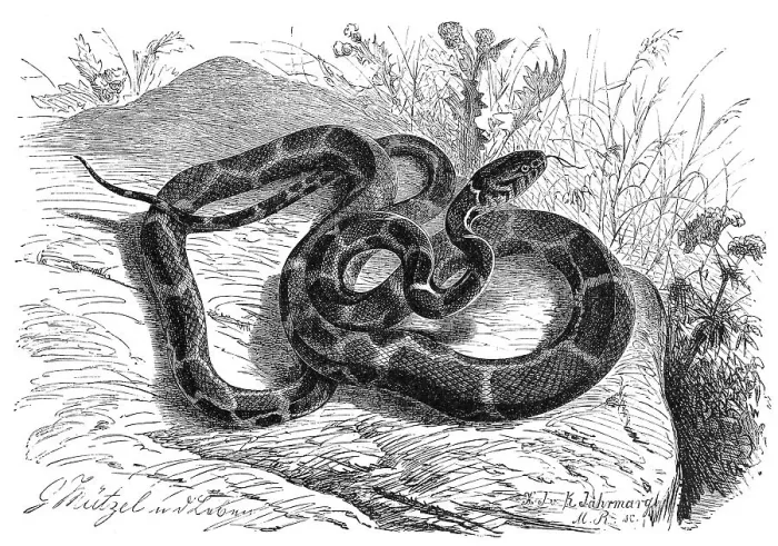 Framed Print : Reptiles, desert kingsnake (Lampropeltis getula) to distinguish it from other