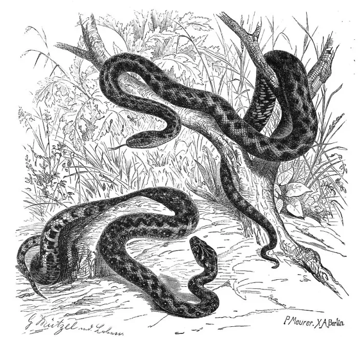 Framed Print : Reptiles, Dice snake (Natrix tessellata) is a non-poisonous Eurasian snake