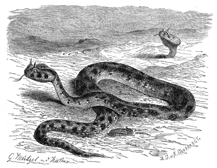 Framed Print : Reptiles, European horned viper (Vipera ammodytes)