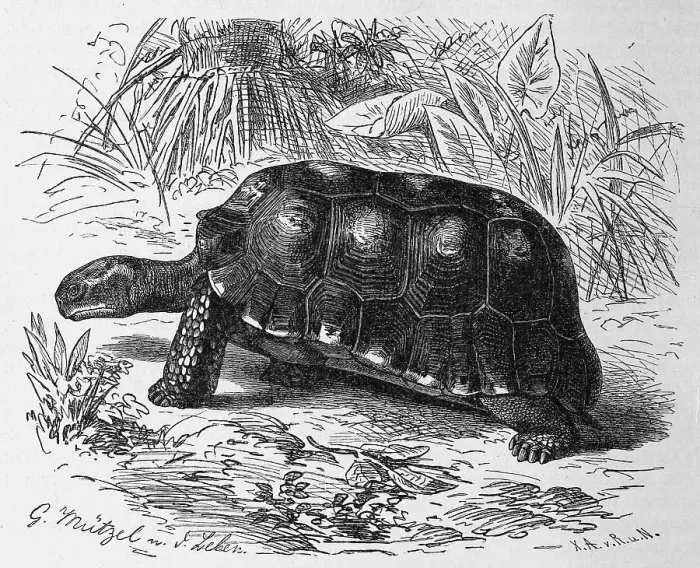 Framed Print : Reptiles, Forest tortoise, Testudo tabulata Framed Print : Reptiles, Forest tortoise, Testudo tabulata
