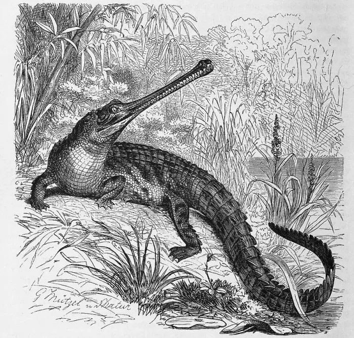Framed Print : Reptiles, Ganges gavial, also gharial (Gavialis gangeticus) or true gharial Framed Print : Reptiles, Ganges gavial, also gharial (Gavialis gangeticus) or true gharial
