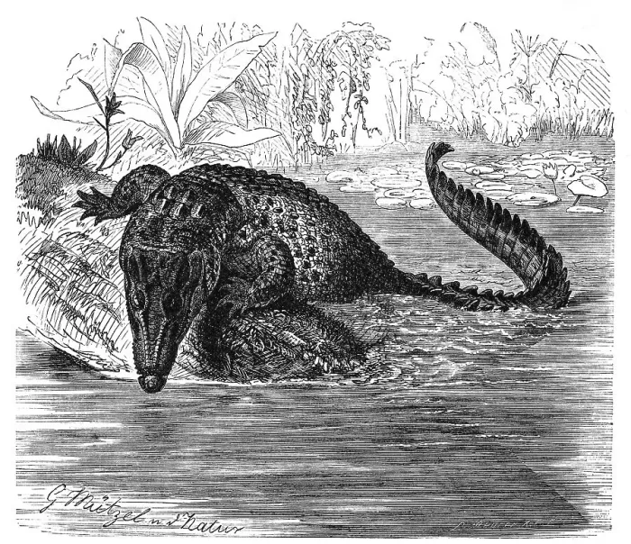 Framed Print : Reptiles, Groin crocodile, also called saltwater crocodile (Crocodylus porosus) Framed Print : Reptiles, Groin crocodile, also called saltwater crocodile (Crocodylus porosus)