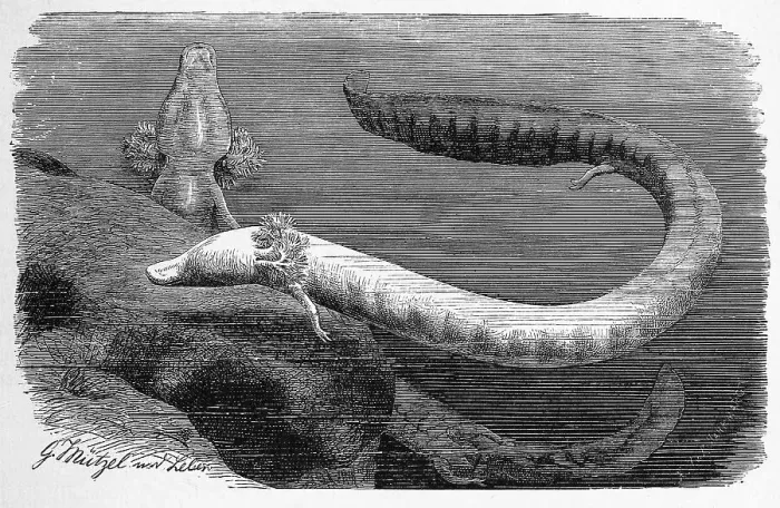 Framed Print : Reptiles, Grottolm is a European caudate living permanently in larval form in cave waters