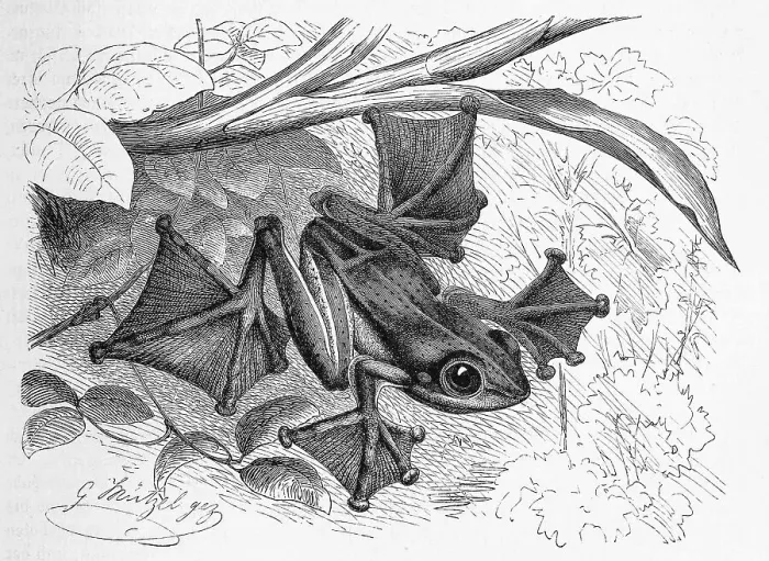 Framed Print : Reptiles, Java Flying Frog, Rhacophorus reinwardtii