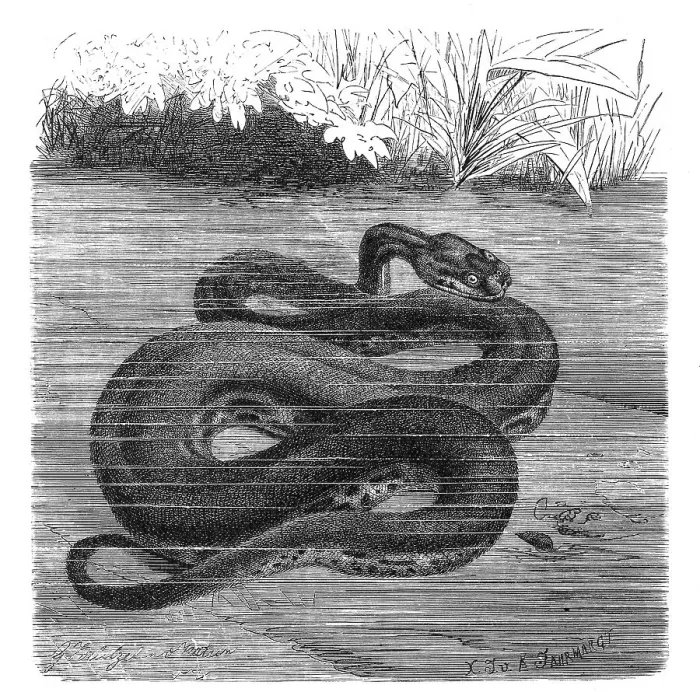 Framed Print : Reptiles, Javanese wart snake, Acrochodrus javanicus may alternatively be called elephant trunk snake