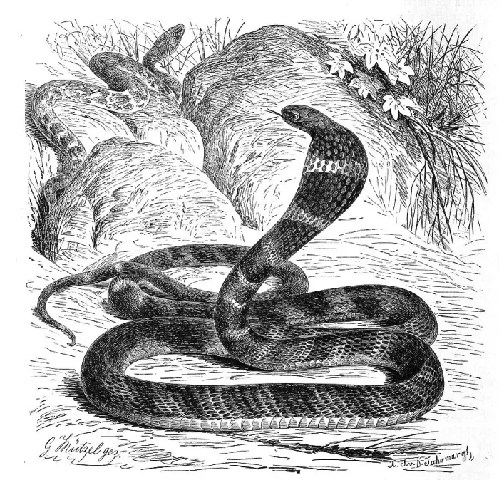 Framed Print : Reptiles, King cobra, Giant hat snake Naja bungarus Framed Print : Reptiles, King cobra, Giant hat snake Naja bungarus
