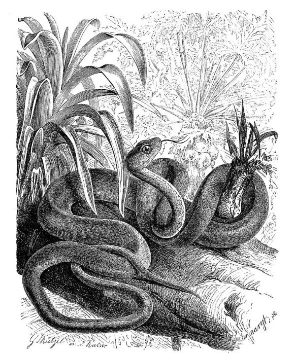 Framed Print : Reptiles, linnaeus sipo (Chironius exoletus) Framed Print : Reptiles, linnaeus sipo (Chironius exoletus)