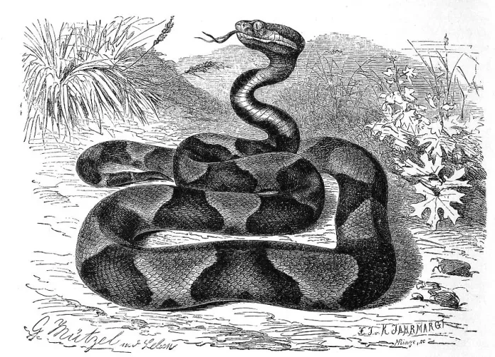 Framed Print : Reptiles, Moccasin snake Framed Print : Reptiles, Moccasin snake