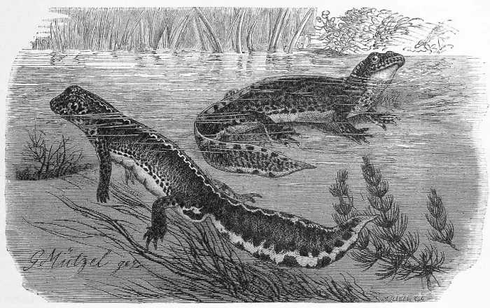 Framed Print : Reptiles, Mountain or Alpine Newt (Triturus alpestris) syn
