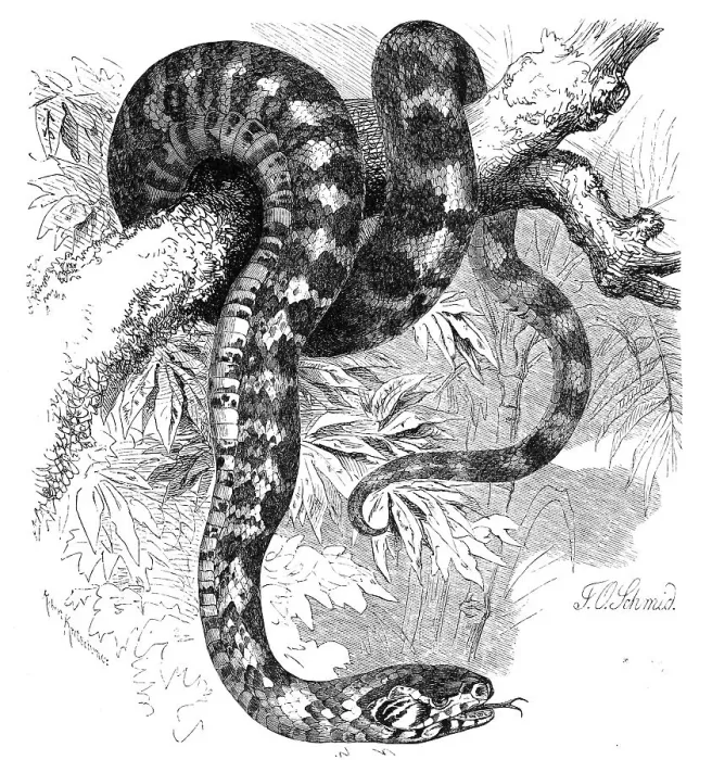 Framed Print : Reptiles, Panther snake, Otyas pantherinus Framed Print : Reptiles, Panther snake, Otyas pantherinus