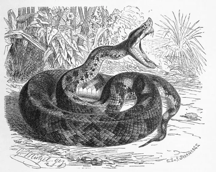 Framed Print : Reptiles, pit viper (Trimeresurus) lanceolatus Framed Print : Reptiles, pit viper (Trimeresurus) lanceolatus