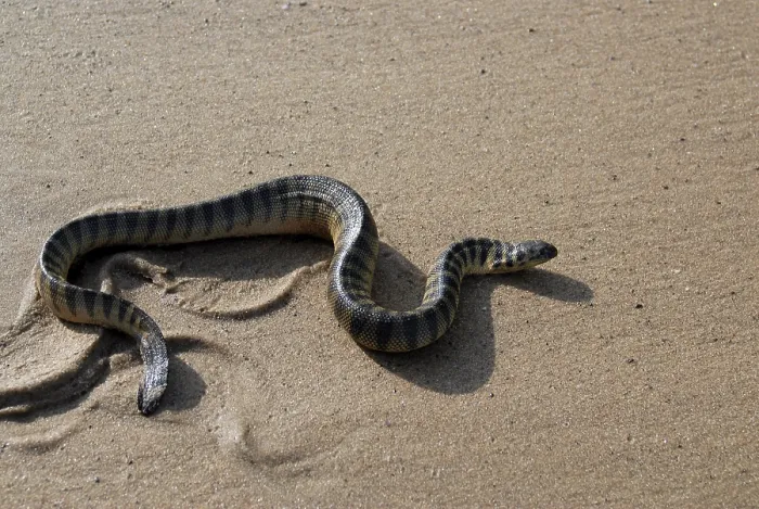 Framed Print : Reptiles, Poisonous sea snake lapemis curtus at beach of Kunkeshwar Framed Print : Reptiles, Poisonous sea snake lapemis curtus at beach of Kunkeshwar