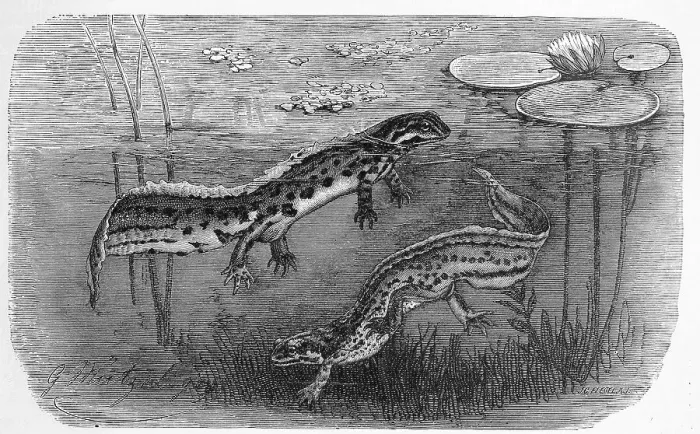Framed Print : Reptiles, Pond newt (Lissotriton vulgaris)