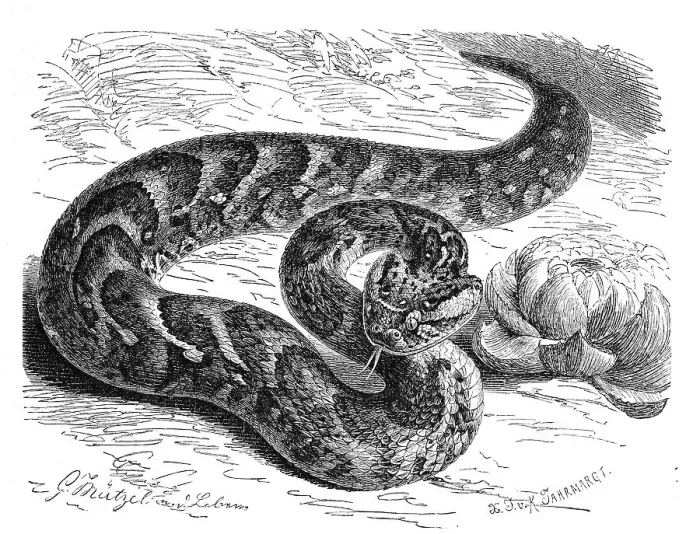 Framed Print : Reptiles, Puff adder (Bitis lachesis) (Bitis arietans) Framed Print : Reptiles, Puff adder (Bitis lachesis) (Bitis arietans)