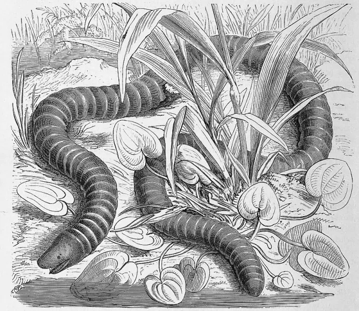 Framed Print : Reptiles, Ringworm, Siphonops annulatus is a subterranean species of creeping amphibian