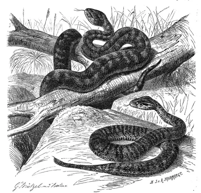 Framed Print : Reptiles, Short Adder, Tiger Snake (Notechis scutatus)