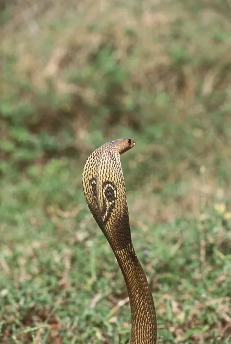 Framed Print : Reptiles, snake Indian spectacled cobra naja naja Framed Print : Reptiles, snake Indian spectacled cobra naja naja