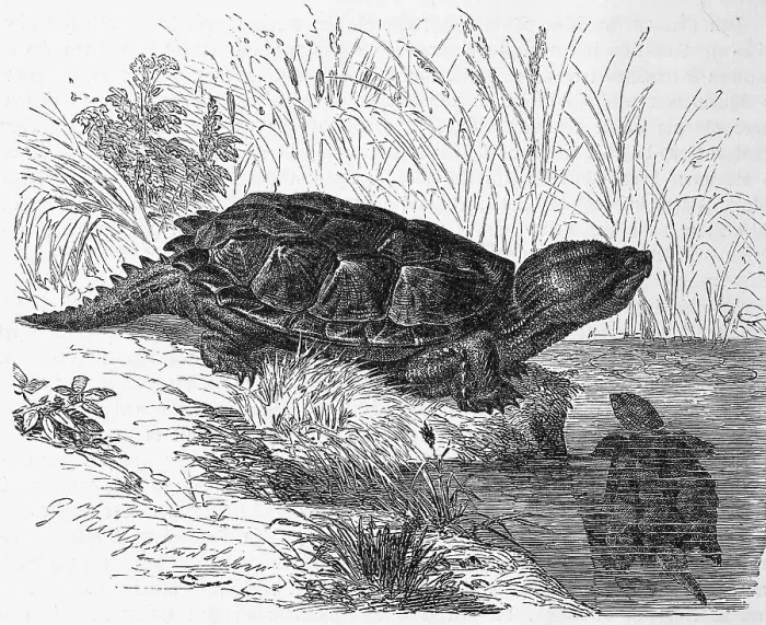 Framed Print : Reptiles, Snapping turtle, also called common snapping turtle (Chelydra serpentina)
