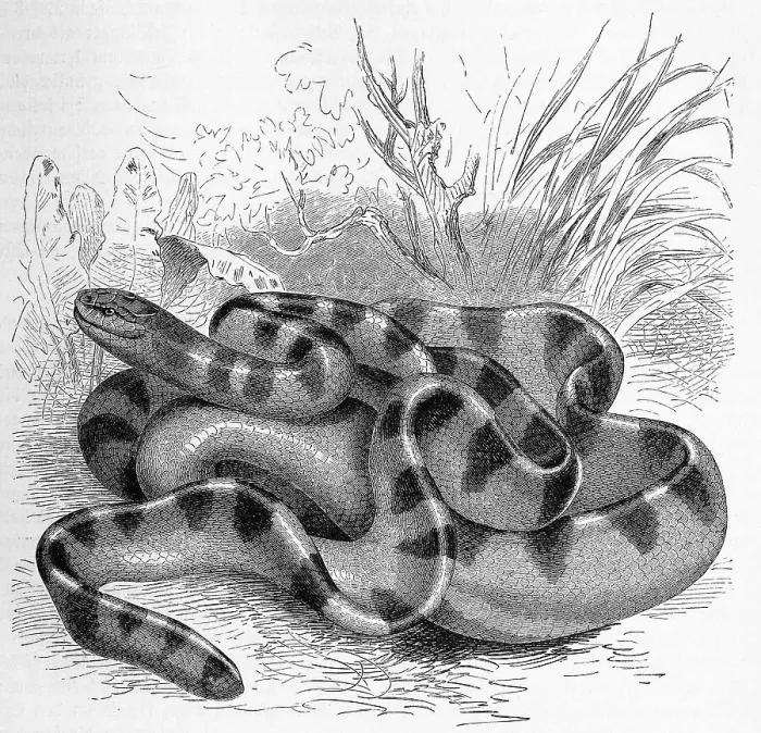 Framed Print : Reptiles, Striped snake, Hydrophis cyanocinctus belongs to the sea snakes within the family of elapid snakes (Elapidae) Framed Print : Reptiles, Striped snake, Hydrophis cyanocinctus belongs to the sea snakes within the family of elapid snakes (Elapidae)