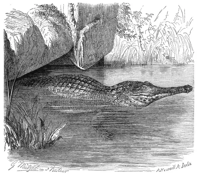 Framed Print : Reptiles, West African Armoured Crocodile (Mecistops cataphractus) is an African species of the True Crocodile Framed Print : Reptiles, West African Armoured Crocodile (Mecistops cataphractus) is an African species of the True Crocodile