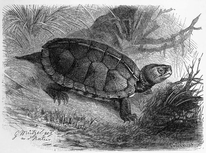 Framed Print : Reptiles, wood turtle (Glyptemys insculpta)