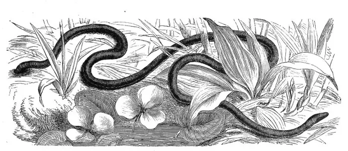 Framed Print : Reptiles, Wormworm, Caecilia tentaculata is a soil-dwelling blind worm