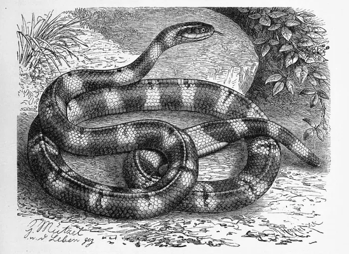 Framed Print : Reptiles, Yellow-banded krait (Bungarus fasciatus) Framed Print : Reptiles, Yellow-banded krait (Bungarus fasciatus)