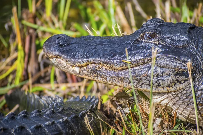 Framed Print : A reptilian commonly known as gator swimming around a swamp in the national park