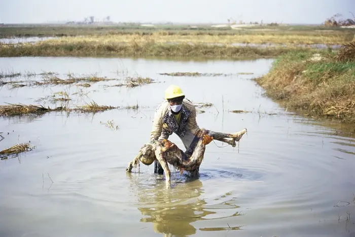 Framed Print : Rescue man holding dead body, Cyclone in Orissa, India November 1999