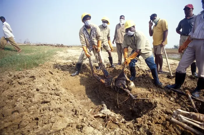 Framed Print : Rescue men holding dead body, Cyclone in Orissa, India November 1999