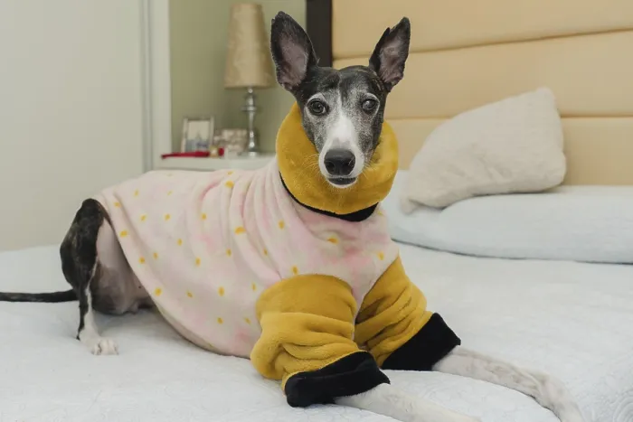 Framed Print : Rescued greyhound dog, pampered with warm clothing