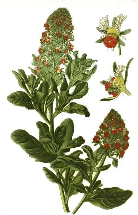 Framed Print : Reseda odorata, mignonette, garden reseda