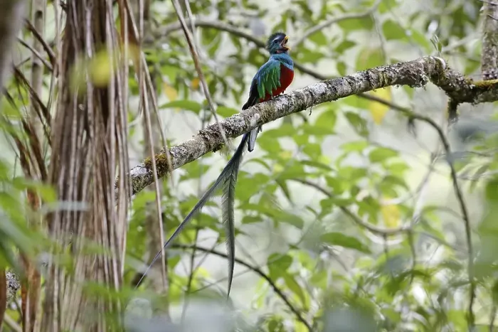 Framed Print : Resplendent Quetzal (Pharomachrus mocinno)