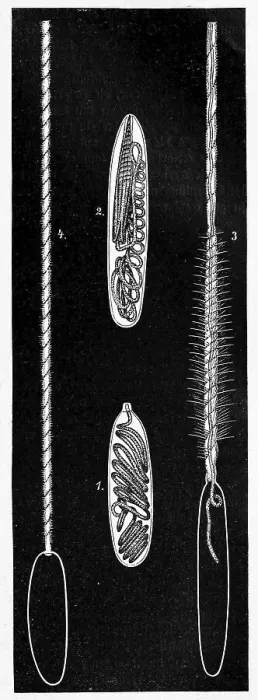 Framed Print : Ressel capsules with thread turned in Framed Print : Ressel capsules with thread turned in