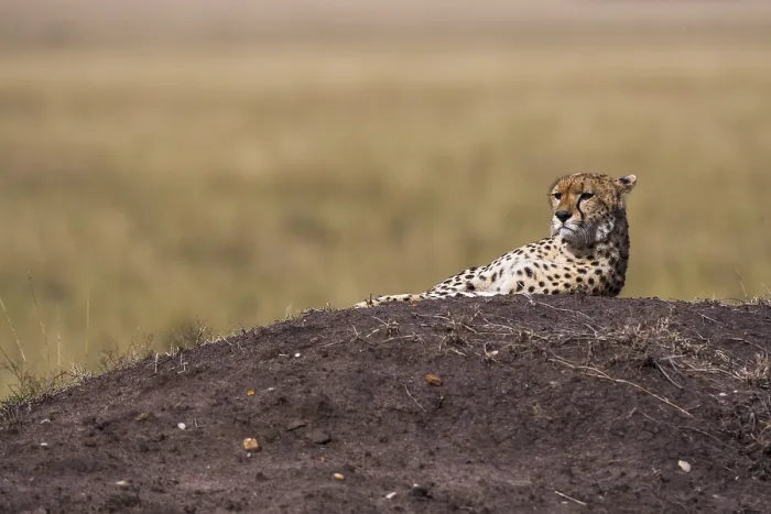 Framed Print : Resting cheetah (Acinonyx jubatus)