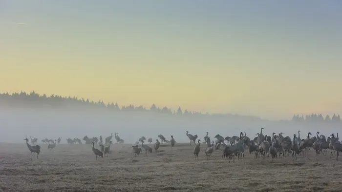 Framed Print : Resting cranes (grus grus) at daybreak