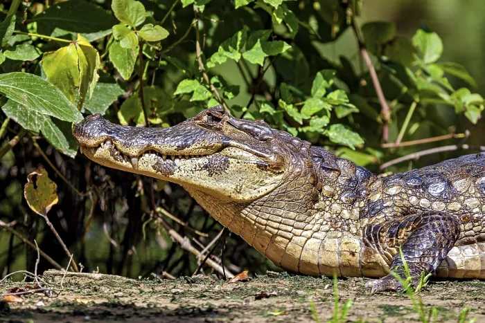 Framed Print : A resting crocodile lies in a green