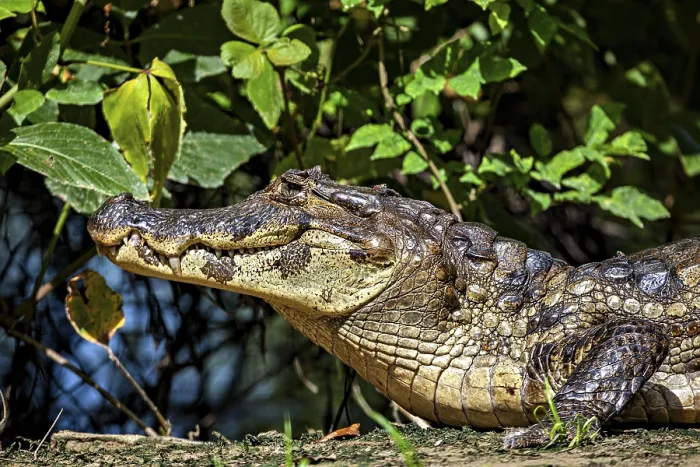 Framed Print : A resting crocodile lies in a green environment surrounded by plants Framed Print : A resting crocodile lies in a green environment surrounded by plants