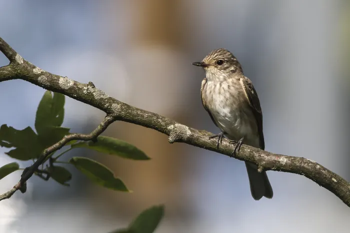 Framed Print : A resting grey flycatcher on a branch