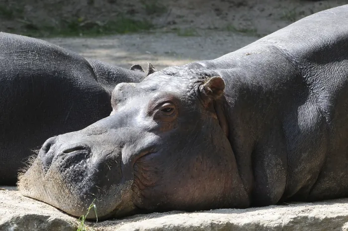 Framed Print : Resting Hippopotamus (Hippopotamus amphibius)