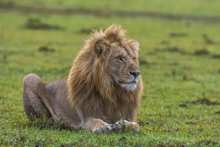 Framed Print : Resting lion (Panthera leo), male